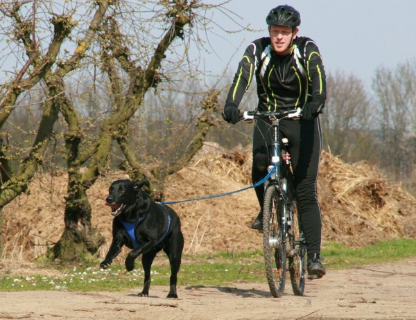 Bikejöring der Sport für (fast) Jederhund